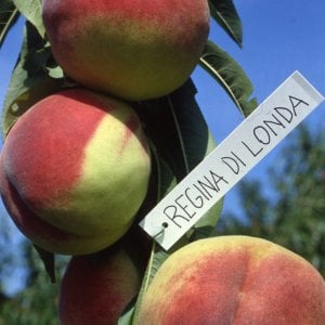 Pesca Regina di Londa - Prunus Persica Regina di Londa - Albero - Vaso 24 cm - H 150/170 - C 8/10